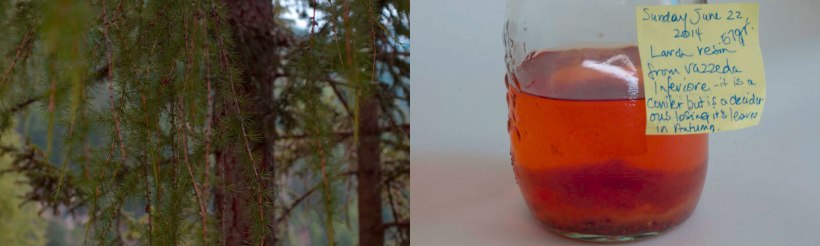 larch-tincture-and-tree